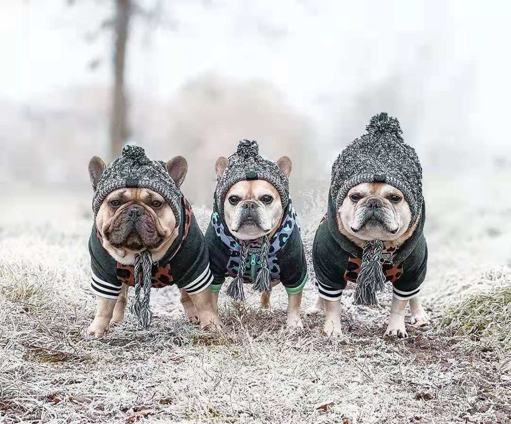 Pawfect Winter Bobble Hat - Cosy & Cute Dog Beanie