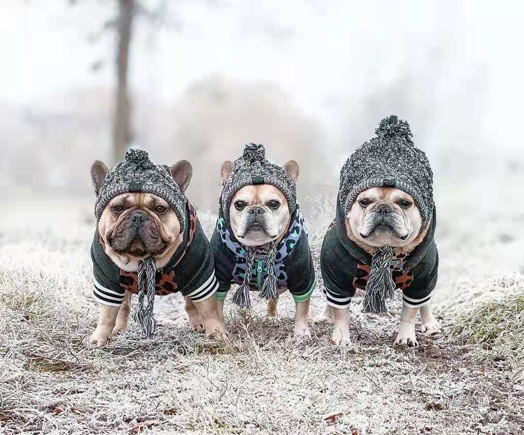Pawfect Winter Bobble Hat - Cosy & Cute Dog Beanie